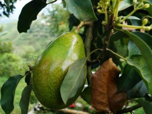 Плод авокадо на ветке фото